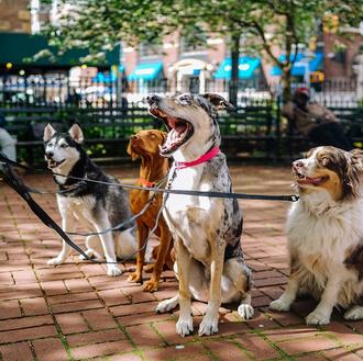 Un estudio analiza cómo cambia la personalidad de los perros …