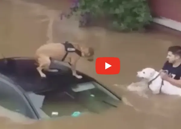Captan el momento del rescate de una mujer y dos perros atrapados por las inundaciones en Bélgica