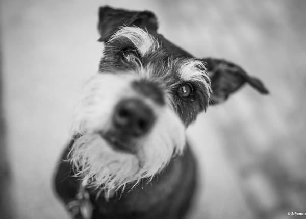 Manual de instrucciones para perros: 5 libros de educación canina