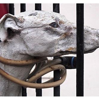 Asociaciones Jurídicas especializadas en Derecho Animal piden el veto en …