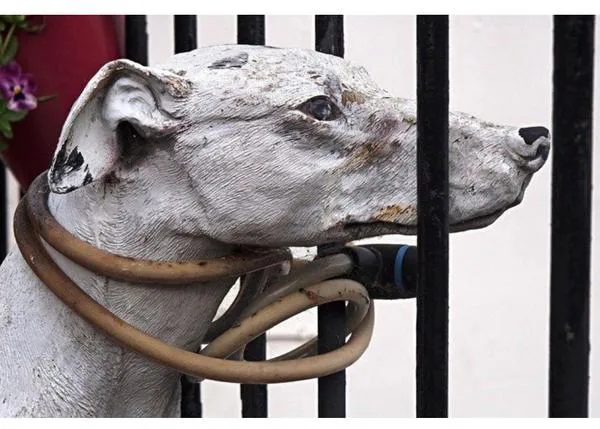 Asociaciones Jurídicas especializadas en Derecho Animal piden el veto en el Senado del nuevo Código Penal