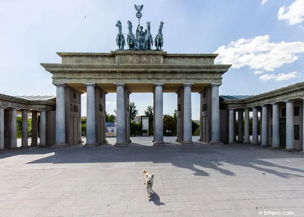 ¿Planeando viajes con tu perro por Europa? ¿Viajes en coche por España? Normas y consejos a tener en cuenta