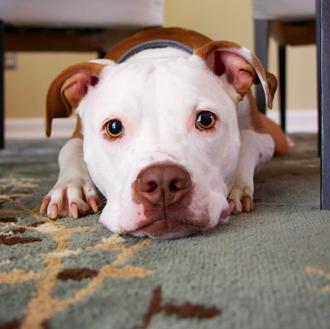 Cómo sacarse la licencia para Perros Potencialmente Peligrosos y no …