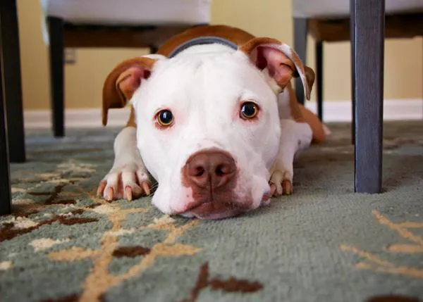 Cómo sacarse la licencia para Perros Potencialmente Peligrosos y no morir en el intento