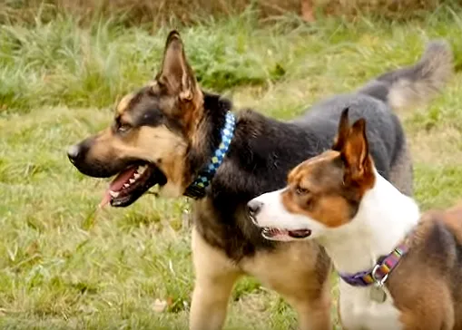 Dos amigos perros abandonados logran vencer al destino y ser adoptados ¡juntos!