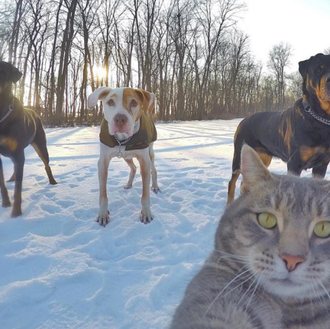 Manny, el gato que se saca selfies imbatibles con sus …