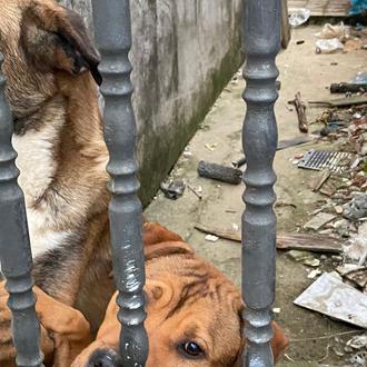 Concentración en Ferrol contra el maltrato animal, para que el …