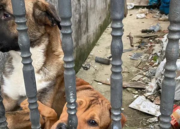 Concentración en Ferrol contra el maltrato animal, para que el Concello ayude a dos perros abandonados