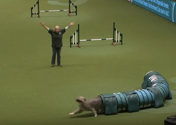 Kratu vuelve a arrasar (a su manera) en el Agility de Crufts 2020