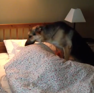 Un vídeo dedicado a todos los DOGspertadores 