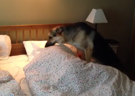 Un vídeo dedicado a todos los DOGspertadores 