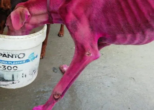 Un galgo rosa fucsia y su fiel compañero: dos perros esqueléticos salvados en Huesca de milagro