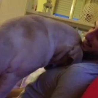 Ettore, el perro que pide perdón con mimos y abrazos …