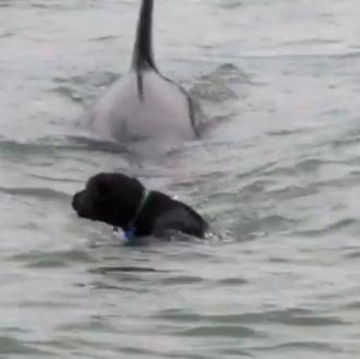 La orca y el perro, algo así como un Tiburón …