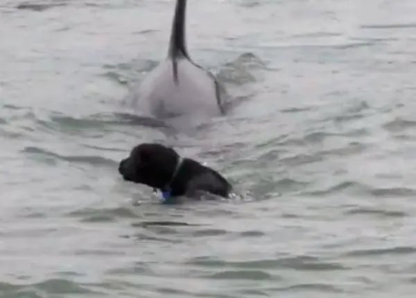 La orca y el perro, algo así como un Tiburón de andar por casa