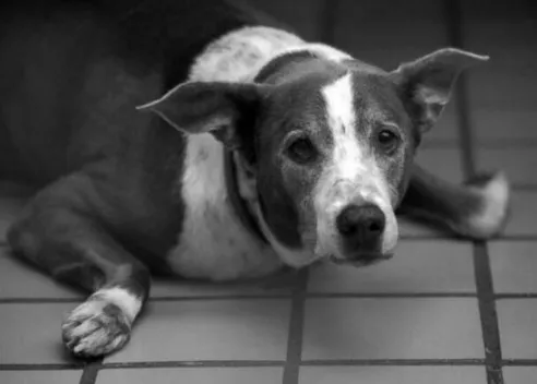 Un can viejito es adoptado tras 6 años en una protectora gracias a una carta muy especial