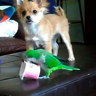 Amistades improbables pero ciertas: perro y cerdito, perro y loro