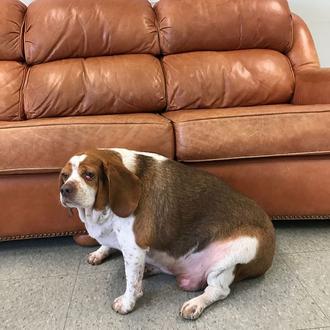 Entregan a una Beagle para que sea sacrificada por obesa …