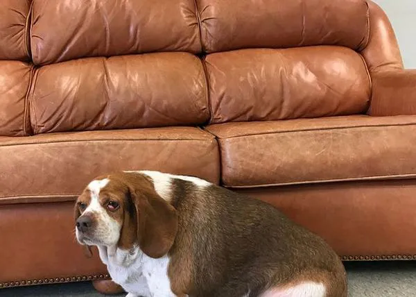 Entregan a una Beagle para que sea sacrificada por obesa: tras perder 17kg, tendrá una nueva vida, una nueva familia