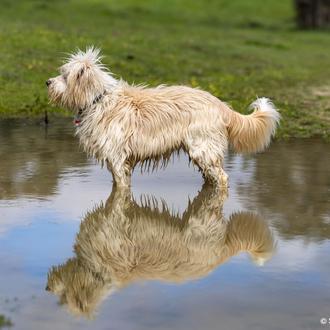 La importancia de mirar todo el cuerpo de los perros …