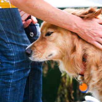 Las personas estresadas contagian a sus perros: sus niveles de …