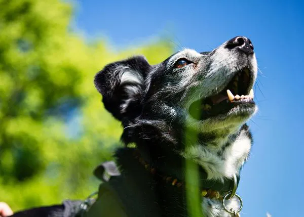 Cody, un perro callejero de Rumanía, protagonista de un documental sobre la adopción