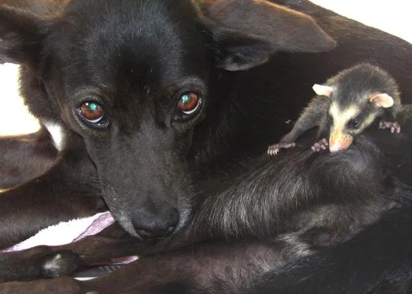 Una perra decide ejercer de madre de una camada de zarigüeyas huérfanos
