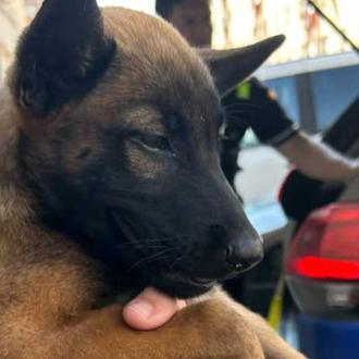 La Guardia Urbana de Tarragona rescata a un cachorro al …