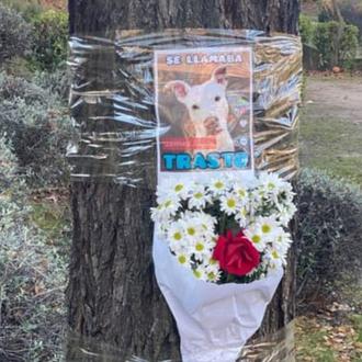 #JusticiaparaTrasto: un perro machacado a golpes hasta la muerte en …