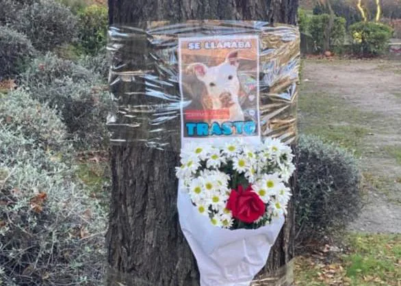 #JusticiaparaTrasto: un perro machacado a golpes hasta la muerte en Madrid, en el Parque de la Almudena