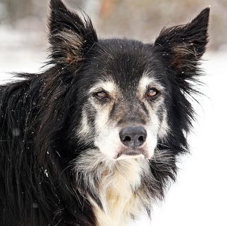 El proceso de envejecimiento en los perros y cómo retrasar …