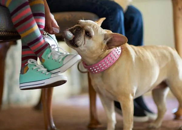 Una casa con un perro querido, eso es un hogar: anuncios fabulosos que, además, fomentan la adopción