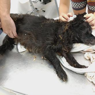 Bella, la perra a la que tiraron a un contenedor …