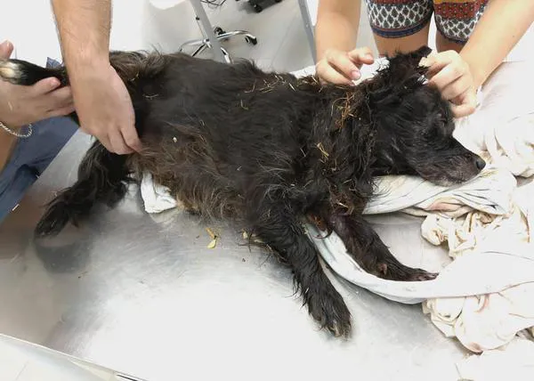 Bella, la perra a la que tiraron a un contenedor tras golpearla, se recupera poco a poco