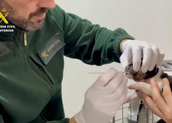 Gracias al ADN y a una cámara de seguridad, la Guardia Civil identifica al responsable de tirar a cuatro cachorros a la basura