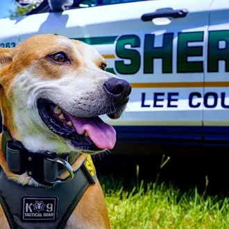 Un perro abandonado tras sufrir maltrato severo supera sus traumas …