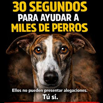 Campaña masiva de alegaciones para intentar proteger a los perros …