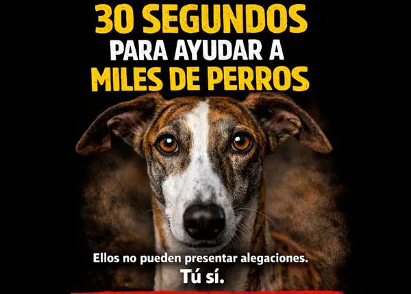 Campaña masiva de alegaciones para intentar proteger a los perros de caza y de trabajo (ojo, solo hasta el 19 de marzo)