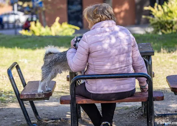 El otoño será más cálido de lo normal por lo que aumenta el riesgo de Leishmaniosis: los veterinarios recomiendan aplicar protección todo el año