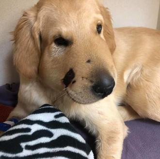 Un jovenzuelo Golden Retriever salva a su dueña de ser …