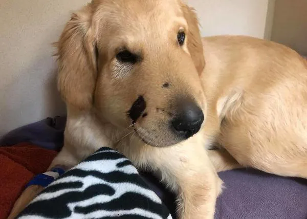 Un jovenzuelo Golden Retriever salva a su dueña de ser mordida por una serpiente de cascabel