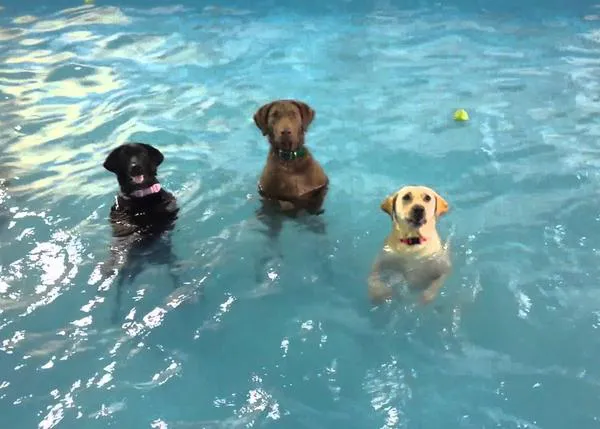 parties caninas: muchos perros nadando felices y otros que... no nadan pero sí mojan
