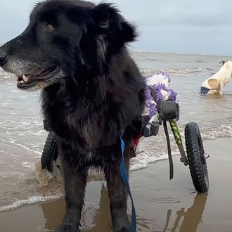 Perros de protectora con discapacidad descubren la felicidad de bañarse …