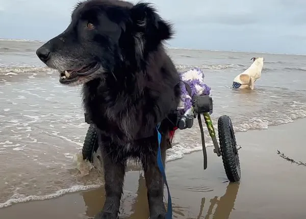 Perros de protectora con discapacidad descubren la felicidad de bañarse en el mar, de correr por la playa...