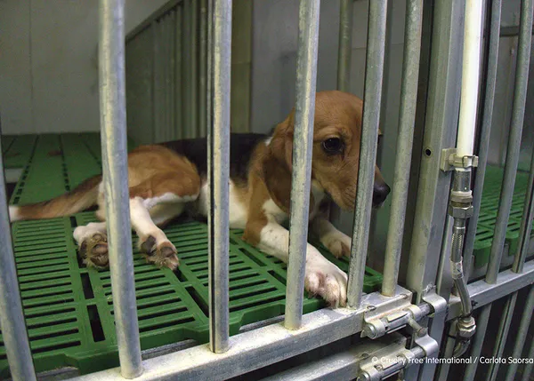 Ha pasado más de un mes y los animales seguirán, por ahora, dentro de Vivotecnia: el juzgado deniega el decomiso