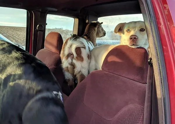 El perro aventurero que se escapó y volvió a casa con dos amigos nuevos, otro can y una cabra :-)