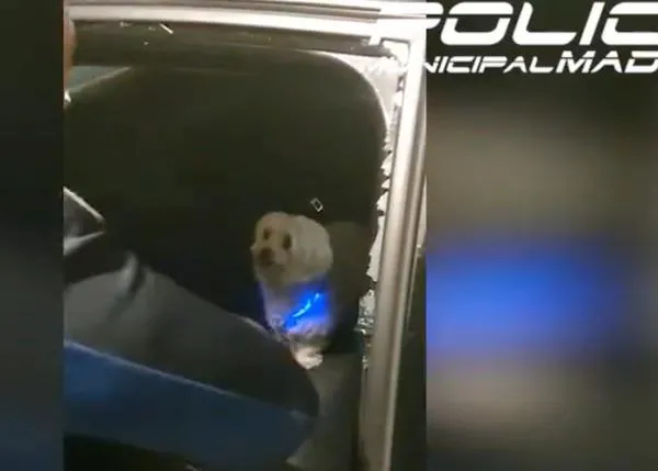 La Policía de Madrid rompe la ventanilla de un coche para rescatar a un perro que llevaba horas dentro