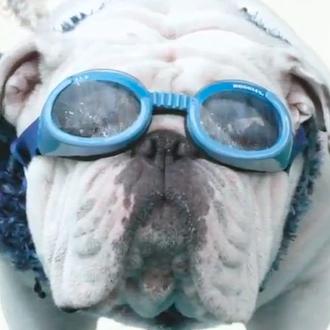 Gabe, el Bulldog Inglés que sabe hacer (casi) de todo
