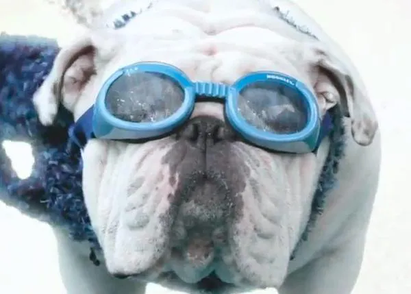 Gabe, el Bulldog Inglés que sabe hacer (casi) de todo