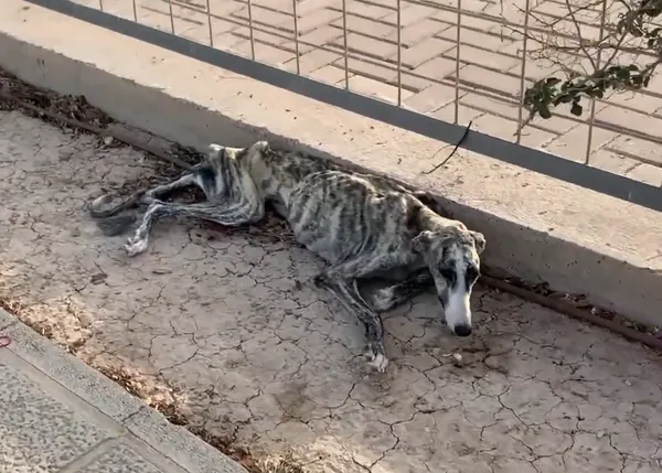 Tres perras que malvivían en la calle, con pavor a los humanos, y su nuevo futuro (feliz)